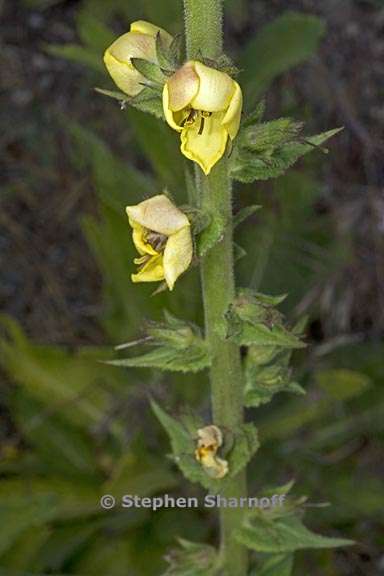 verbascum virgatum 2 graphic